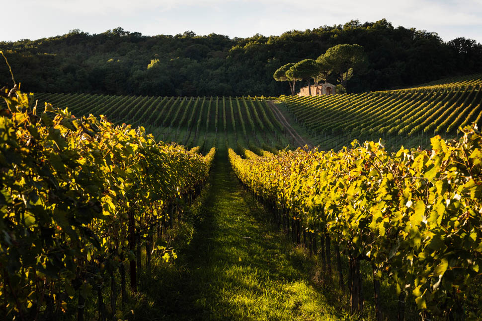 Arillo in Terrabianca Vigneti