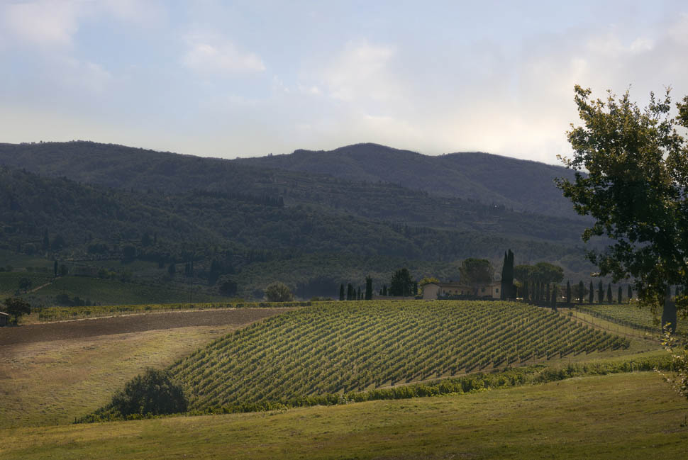 Vigna Contessa Luisa